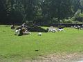 Zoo Cottbus 141